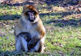 sitting funny barbary macaque