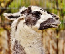 lama in the hellabrunn zoo