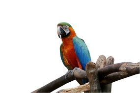 Arara on wooden bars