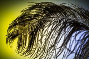 ostrich feather on a colorful background