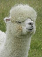 charming Alpaca Lama