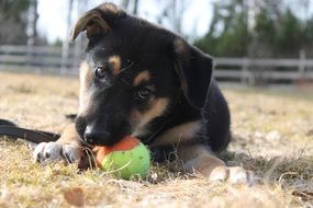 adorable puppy with a ball