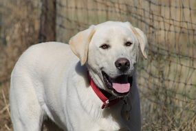 White Dog in red collar