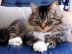 Young fluffy grey cat lays on bed