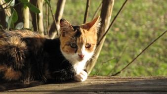 resting happy cat