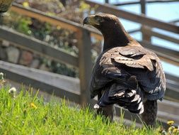 adler on green grass