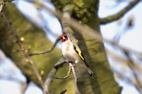 finch perched branch with green buds, Chetna Sabharwal
