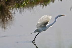 wild great egret on a lake