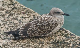 charming grey Bird