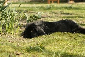 black rabbit in the spring garden