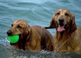 two dogs playing in the water