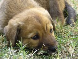 cute puppy lying on the grass