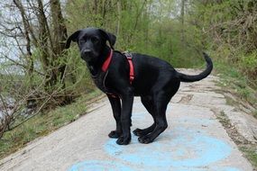 picture of the black dog in a park