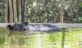 ant eater in water