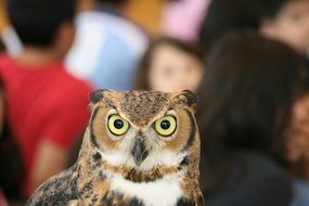 beautiful and cute Owl Bird