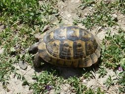 Turtle Animal in Grass slowly walking