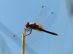 red dragonfly on the stick