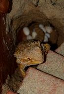 bearded dragon laying eggs