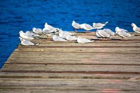 Seagulls on wooden pier at blue water