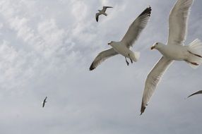 a flock of gulls over the sea