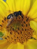 Busy Honey Bee