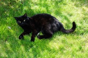 Black Cat lying on green lawn