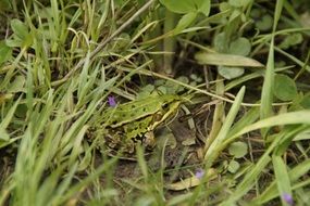 tree frog in the green grass