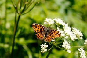 charming Fritillary Butterfly