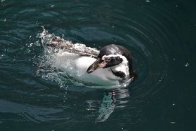 Penguin Water Swim