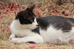 lying homeless black and white cat