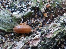 isopods on earth