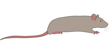 grey Rat, Mouse, drawing