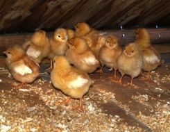 Animals Chicks