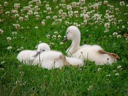 fluffy young swans