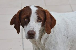 white dog with brown head close-up