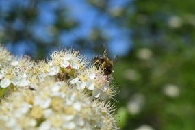 Bee on the flowers in the garden