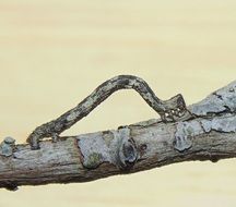 caterpillar crawling on a branch