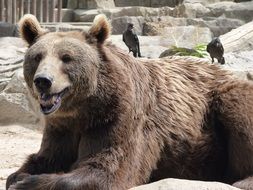 awesome Bear