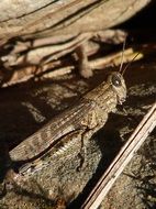 charming Grasshopper