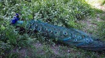 Peacock Peafowl Peacock Tail
