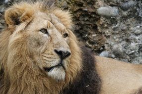 majestic indian lion close-up on blurred background
