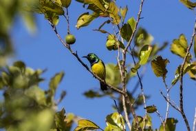 green Sunbird on branch at sky