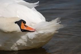 white swan cleans feathers on the pond