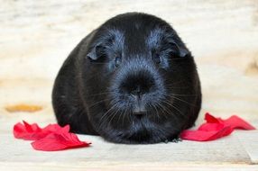 Black guinea pig and rose petals