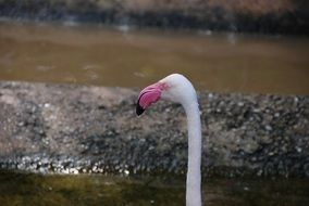 white flamingo head