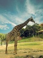 Giraffe and trees