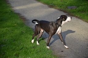 domestic dog with a collar is walking on alley