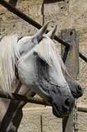 white horses in the pen close up