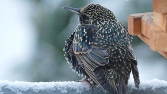 beautiful songbird on a snow branch in winter