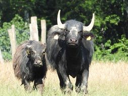 african water buffalo